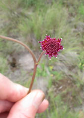 Senecio discodregeanus