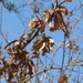 Mimosa lacerata - Photo (c) Elizabeth Torres Bahena,  זכויות יוצרים חלקיות (CC BY-NC), הועלה על ידי Elizabeth Torres Bahena