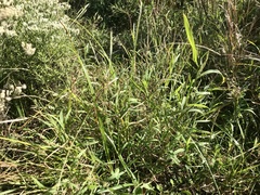 Muhlenbergia frondosa