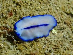 Pseudoceros concinnus