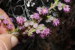 Erica similis