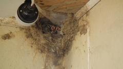 Passer domesticus indicus