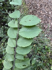 Agromyza aristata
