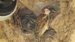 Passer domesticus indicus