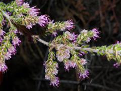 Erica similis