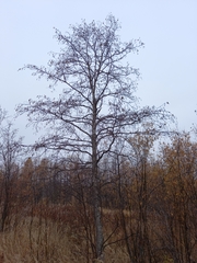Alnus hirsuta