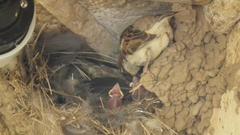 Passer domesticus indicus