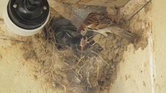 Passer domesticus indicus