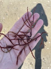 Sarcodiotheca gaudichaudii