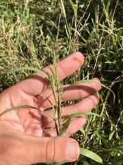 Muhlenbergia frondosa