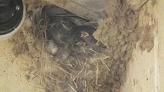 Passer domesticus indicus