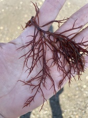 Sarcodiotheca gaudichaudii