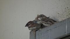 Passer domesticus indicus