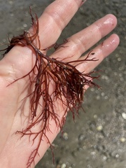 Sarcodiotheca gaudichaudii