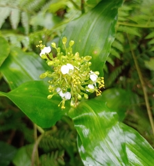 Commelineae
