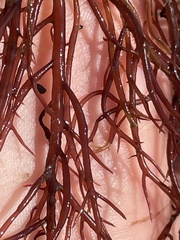 Sarcodiotheca gaudichaudii