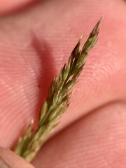 Muhlenbergia frondosa