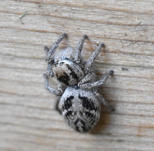 Habronattus cuspidatus