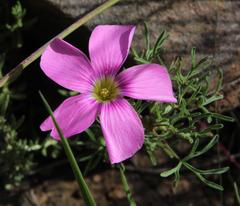 Oxalis bifurca angustiloba