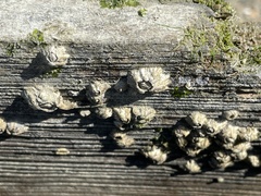 Semibalanus balanoides