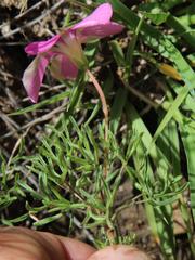 Oxalis bifurca angustiloba