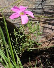 Oxalis bifurca angustiloba