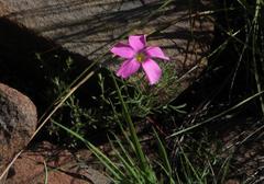 Oxalis bifurca angustiloba