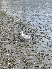Larus argentatus