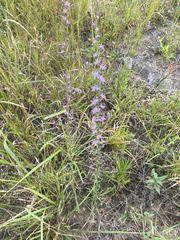 Liatris elegantula