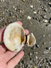 Mercenaria mercenaria