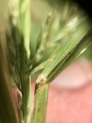 Muhlenbergia frondosa