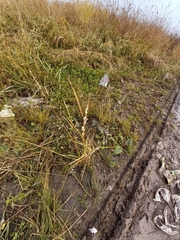 Beckmannia syzigachne