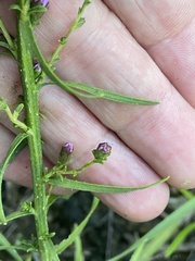 Liatris elegantula