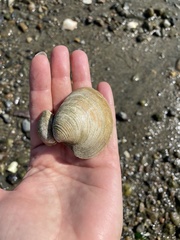 Mercenaria mercenaria