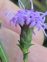 Liatris elegantula