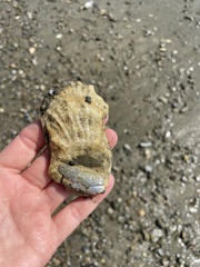 Crassostrea virginica