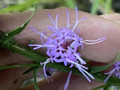 Liatris elegantula