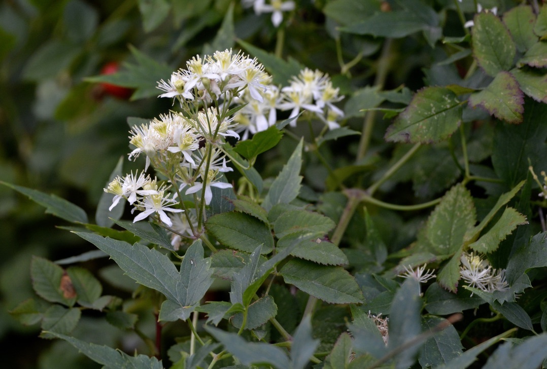 Clematis ligusticifolia
