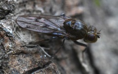 Parydra quadripunctata