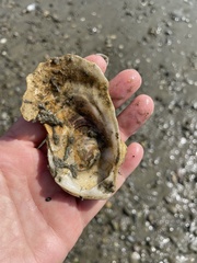 Crassostrea virginica