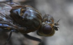 Parydra quadripunctata