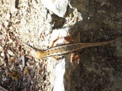 Sceloporus siniferus