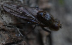 Parydra quadripunctata