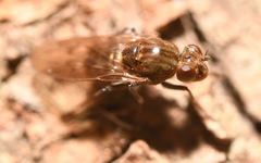 Parydra quadripunctata