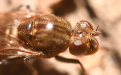 Parydra quadripunctata