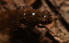 Parydra quadripunctata