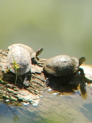 Trachemys scripta elegans