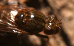 Parydra quadripunctata