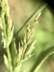 Muhlenbergia frondosa