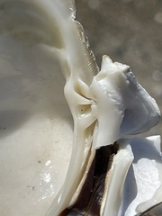 Mercenaria mercenaria